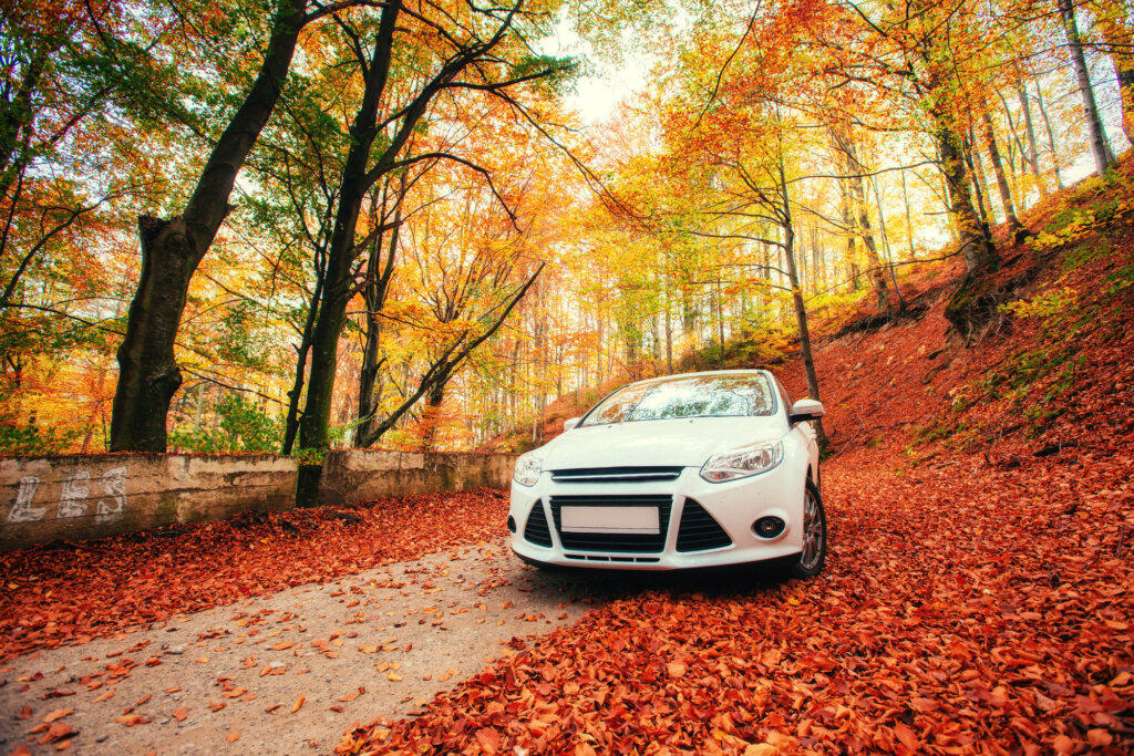 car on a forest path. Landscape. Ukraine. Europe